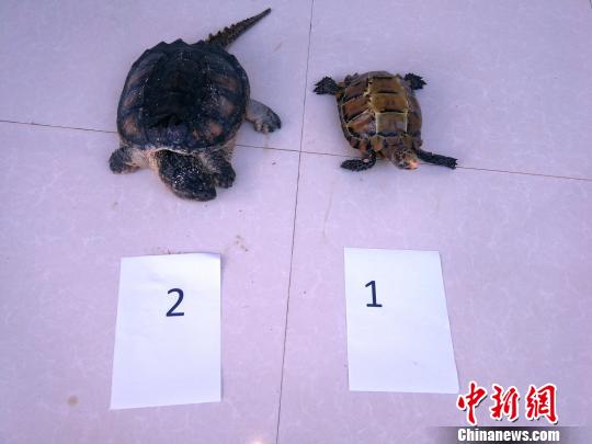 图被查获疑似凹甲陆龟和鳄龟。 赵杰 摄 随后,丁某伦携带2只乌龟,驾驶车辆从边境口岸回中国时被海关工作人员查获。 目前,犯罪嫌疑人丁某伦以饲养为目的,驾驶车辆从老挝将1只疑似凹甲陆龟活体、1只疑似鳄龟活体运输中国,涉嫌非法运输珍贵、濒危野生动物罪,被立案侦查。(完)