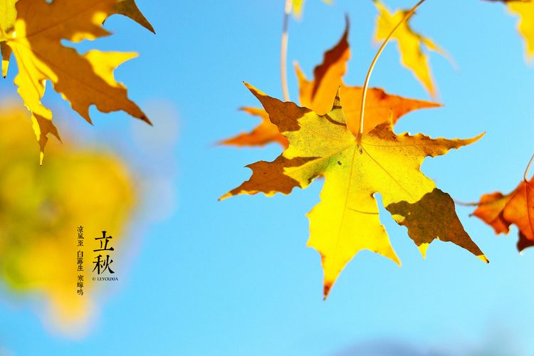 叶落知秋 | 在最美的诗词里,遇见最美的秋天