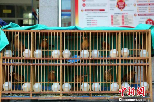 云南宁洱县森警查获并放生36只"无主"画眉鸟-广西新闻