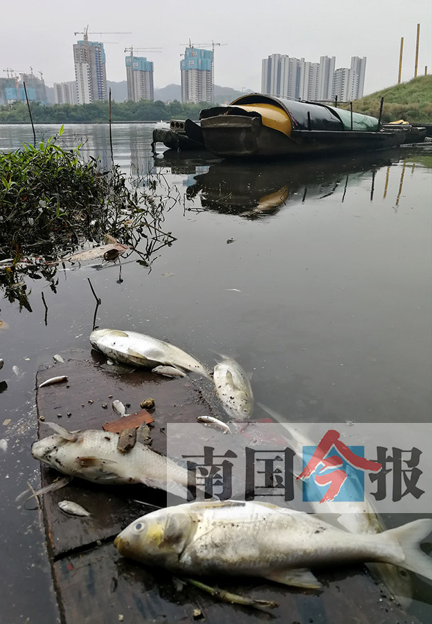 柳州回龙沟死鱼事件调查结果公布 死鱼另有来源