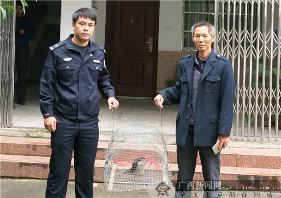 桂林全州:农行员工解救一只野生国保雀鹰受称