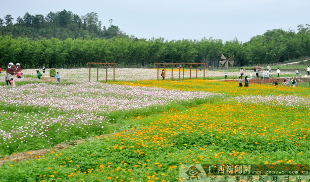 东兴市重打“农旅牌”助力脱贫致富