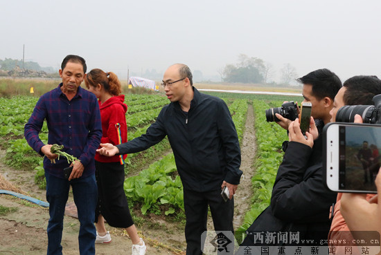 来宾行合山闽农芦笋劈开扶贫新路子