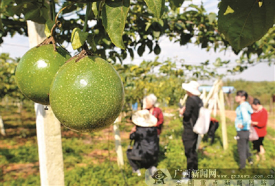 柳江区生态园的黄金百香果 脱贫致富的好帮手