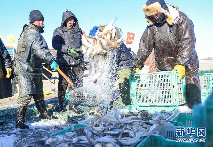 达里诺尔湖上冬捕忙