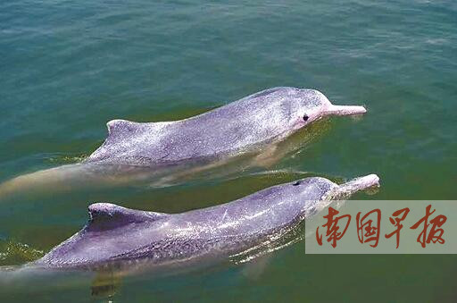 钦州市三娘湾海面出现约20条中华白海豚(图)