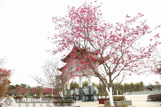 五彩田园樱花园.广西新闻网通讯员 王政江 提供