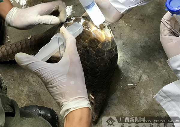 广西林业部门通报穿山甲救护工作情况(图)