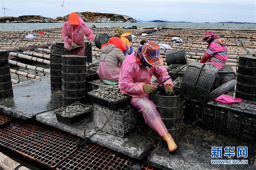 福建南日岛:海水养殖富渔家