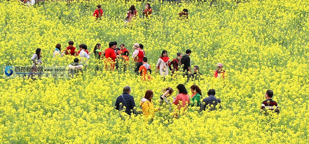 右江区有多少人口