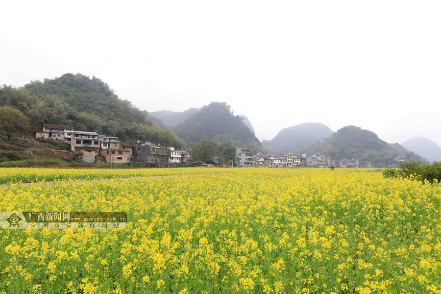 3月4日,柳州市融安县东起乡英村屯油菜花迎春开放.