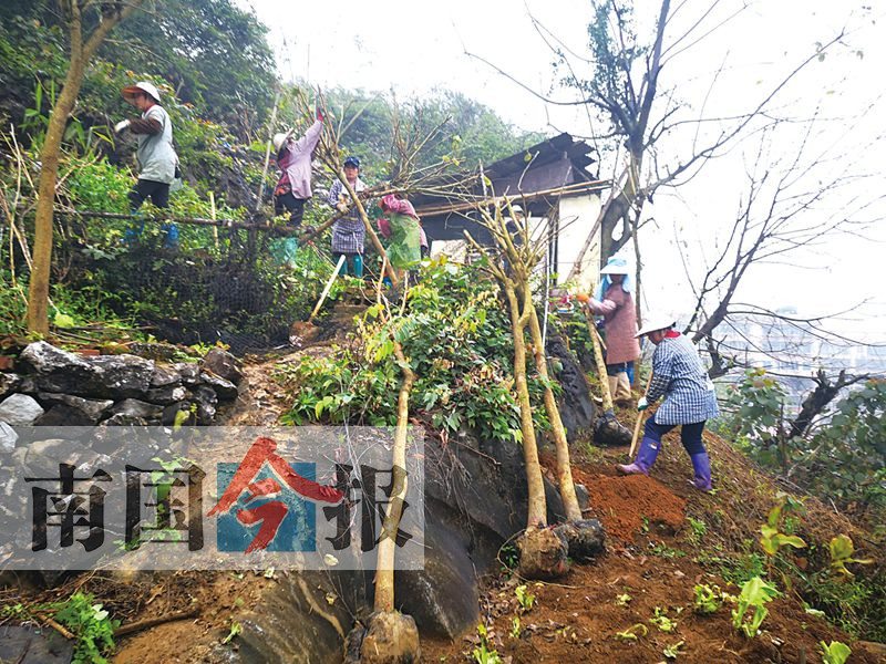 柳州桐油山万余平方米违章菜地被铲除