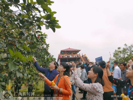 2019年容县柚花文化旅游节举行
