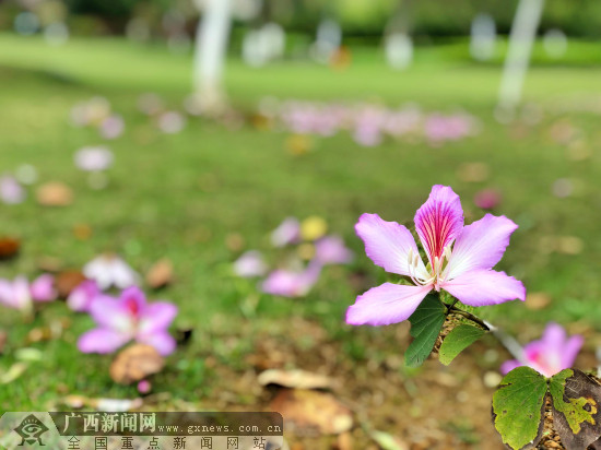 山歌唱响荷城美 贵港"三月三"41项文体活动等你来