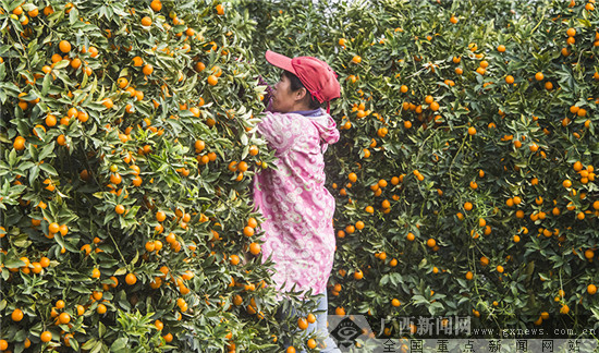 农行支持阳朔延季鲜金桔受欢迎