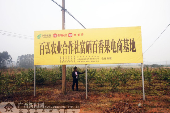 贵港邮政：产业联盟加速构建“农货上行”生态链