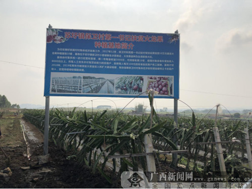 江南区建区四十周年:火龙果“种出”香甜致富路