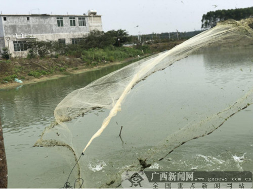 江南区建区四十周年:健康养殖村民致富"钱包鼓"