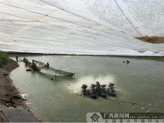 江南区建区四十周年:健康养殖村民致富"钱包鼓"