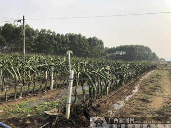 江南区建区四十周年:火龙果“种出”香甜致富路