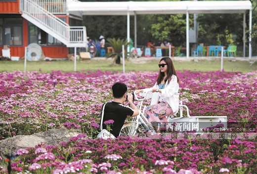 在柳州市柳江区宜柳高速柳江收费站出口附近,有一片200亩的花海.