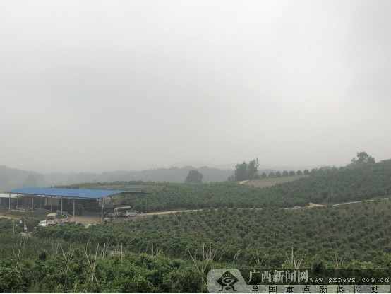 江南区建区四十周年:花开香四溢 沃柑助农致富