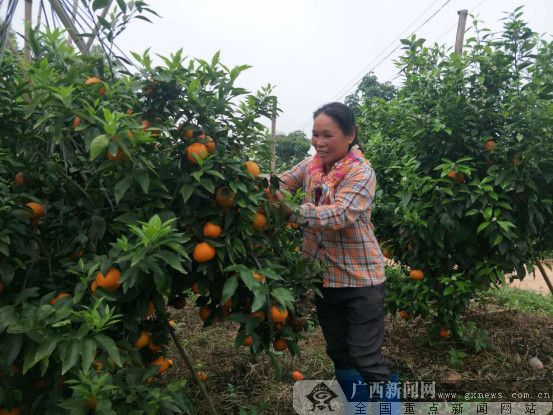江南区建区四十周年:花开香四溢 沃柑助农致富