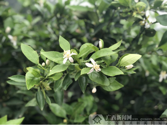 江南区建区四十周年:花开香四溢 沃柑助农致富