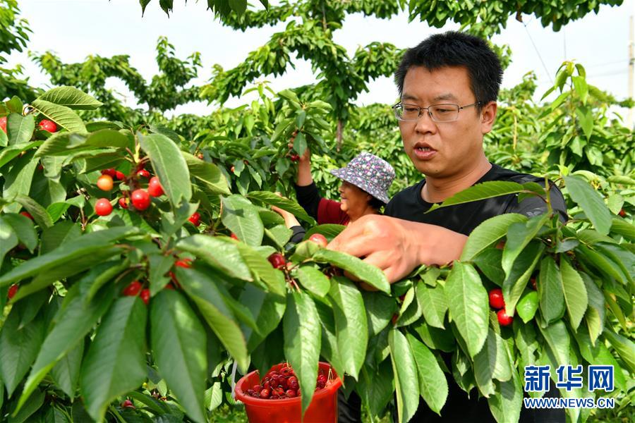 山西万荣：樱桃种植促增收（最新发布）