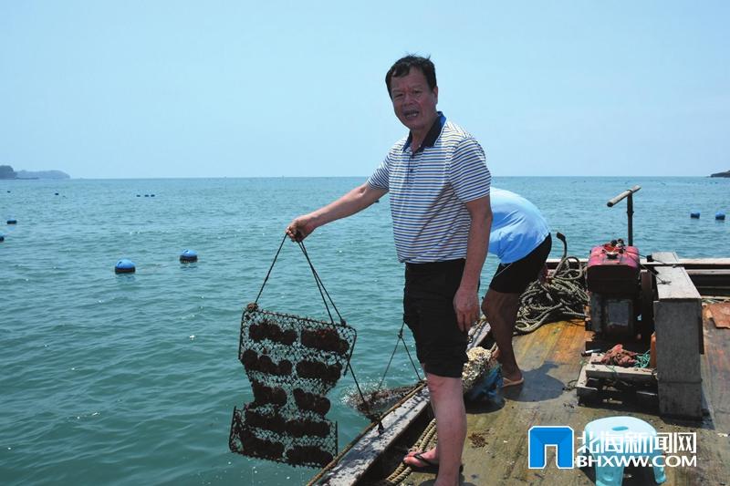 涠洲岛南湾海域 南珠养殖新亮点