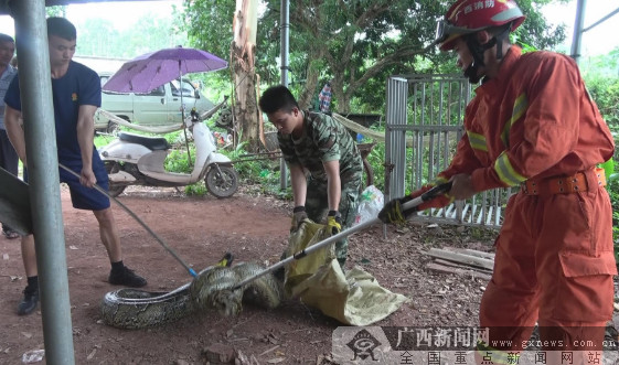 70多斤蟒蛇现民居旁 消防成功捕捉放生（图）