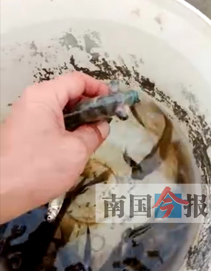 柳州一村民从泉眼里钓到"怪鱼" 问君敢吃否?(图)