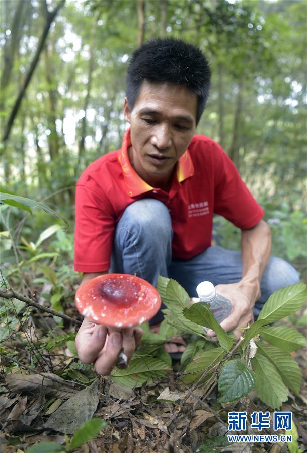 广西钦州野生红椎菌迎来收获季