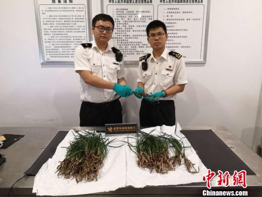 注册赌场网址_中文翻译英文转换器成都海关截获37株疑似台湾春兰