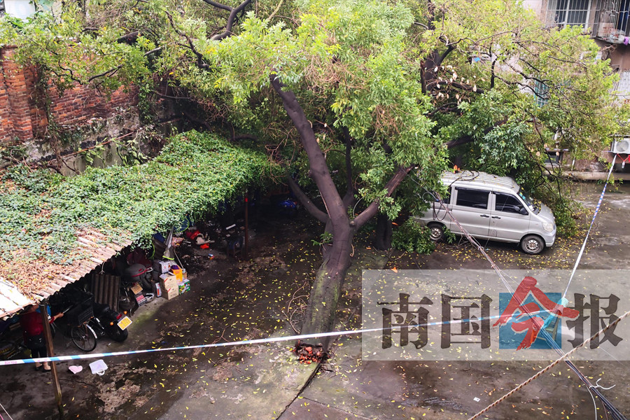 柳州一树龄有30多年的大树雨后倒伏 砸中面包车顶