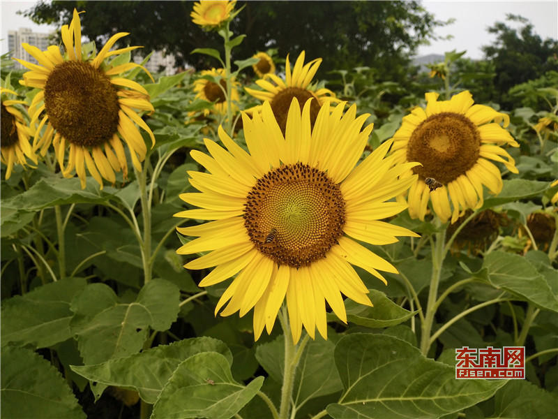 福州花海公园万朵向日葵花开5