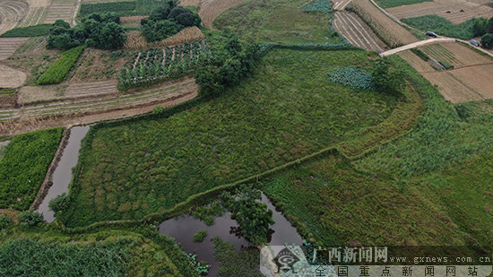 通过《那世纪》了解“那文化”：广西是水稻的驯化起源地