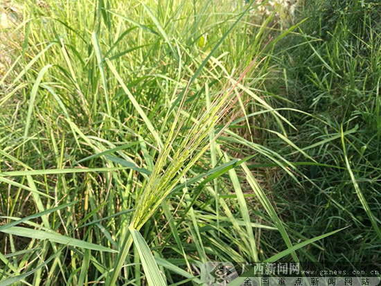 野生水稻长着长长的麦芒和红色的稻穗.