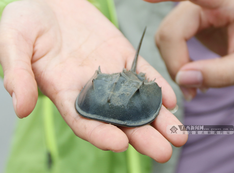 b 人工繁育幼鲎取得突破 当其他地区的中国鲎日渐式微的时候,北海