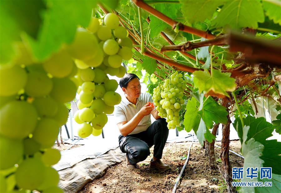 国家葡萄产业技术体系专家助力葡萄产业转型升级