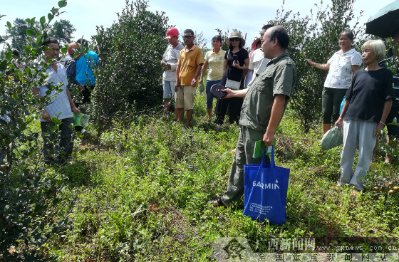 上思：让油茶树变“技能树”结“脱贫果”