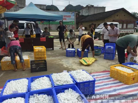 龙州："坡姆干劲"源于不服输 乡村振兴要解放思想