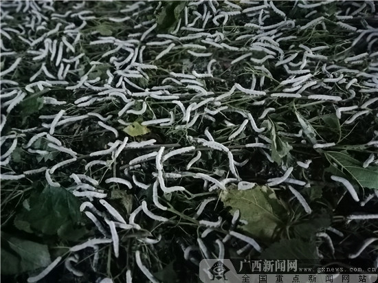 靖西南坡:老党员不忘初心 义务开办“农家课堂”