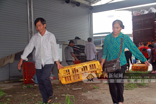 环江：工作人员为贫困群众发放免费鸡苗(图)