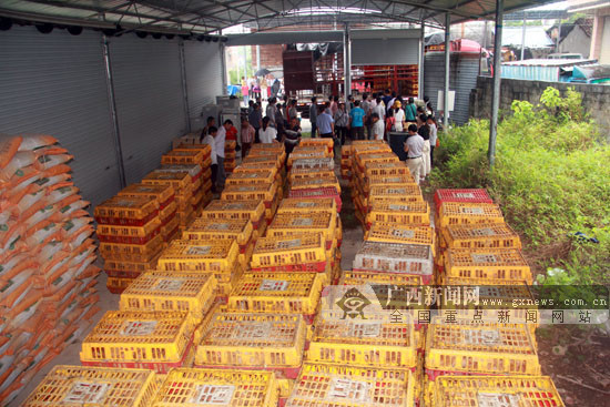 环江：工作人员为贫困群众发放免费鸡苗(图)