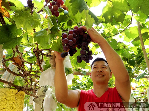 长征精神点亮兴安 葡萄节促农商百尺竿头更进一步