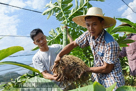 环江：魔竽种植为产业扶贫注入新动能