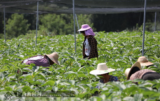 环江：魔竽种植为产业扶贫注入新动能