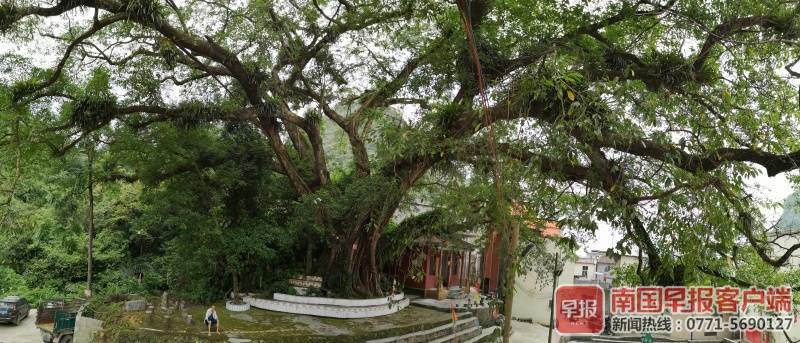 百色德保树王树龄1500年 曾救过村民