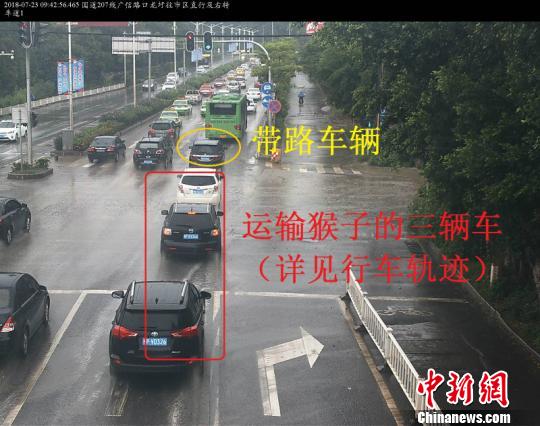 南宁海关查获食蟹猴2735只 为国内缉私该类最大案